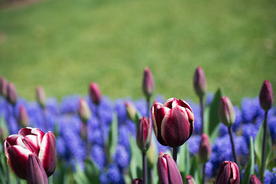 Close-up of purple tulips on field