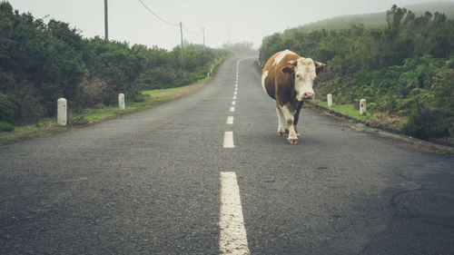 Cow walking on road amidst trees