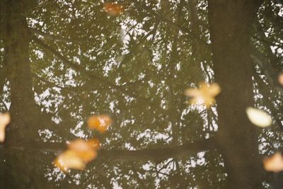 View of trees in water