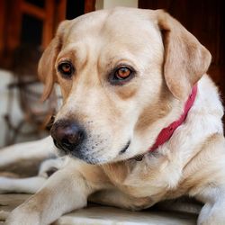 Close-up portrait of dog