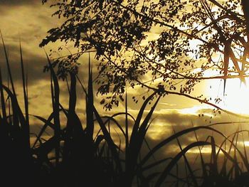 Sun shining through trees