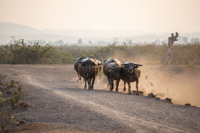 Horses standing on road