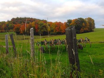 Fence on grassy field