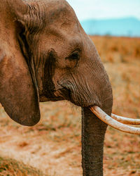 Close-up of elephant