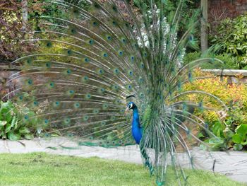 Close-up of peacock