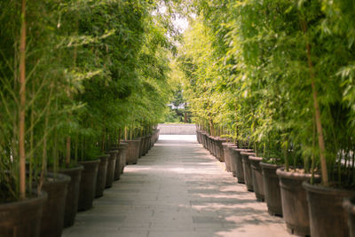 Narrow walkway along plants in park