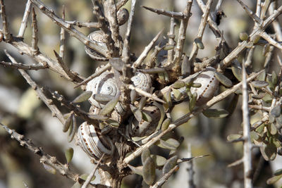 Close-up of bird perching on branch