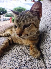 Close-up of cat sleeping at home