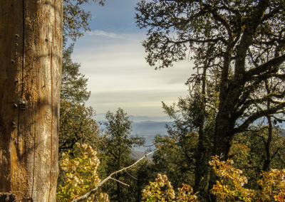 Low angle view of trees against sky