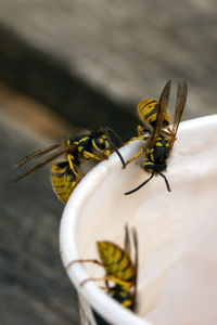 Wasps that are attracted to abandoned cup of ice cream.