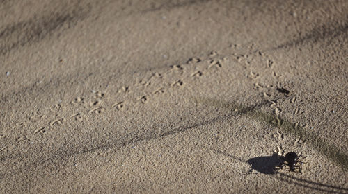 Full frame shot of starfish on sand