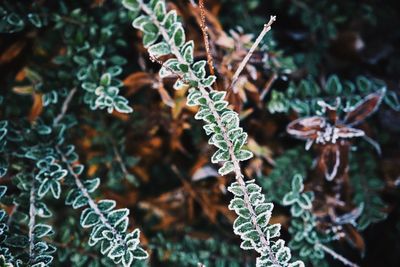 Close-up of plants