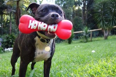 Dog sticking out tongue on grassy field