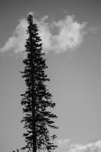 Low angle view of trees against sky