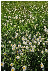 View of flowering plants on field