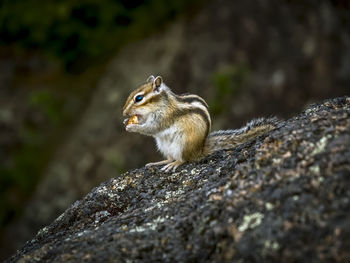 Close-up of squirrel on rock