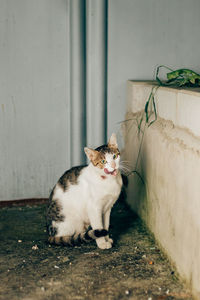 Portrait of cat sitting against wall