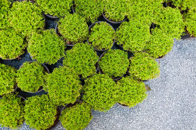 High angle view of potted plants outdoors