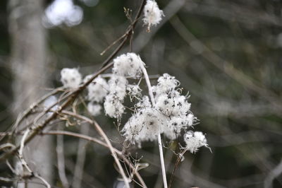 Close-up of frozen plant