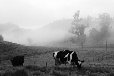 Cows grazing on field against sky