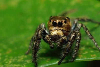 Close-up of spider