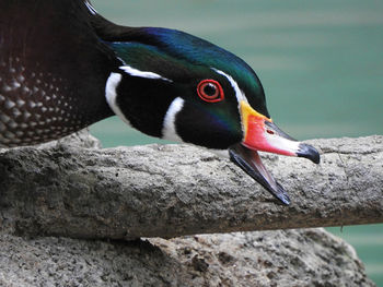 Close-up of bird