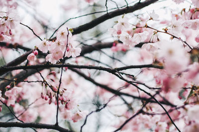 Close-up of pink cherry blossom