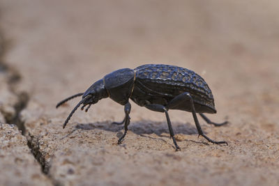 Close-up of insect