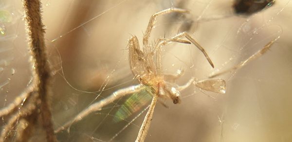 Close-up of spider on web