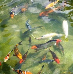 Fish swimming in water