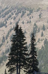 A protection forest as an avalanche protection in the mountains