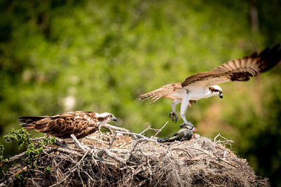 Birds flying over a plants