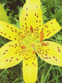 Close-up of yellow flower