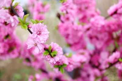 Close-up of pink flowers blooming outdoors