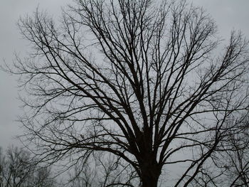 Low angle view of bare trees against sky