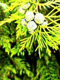 Close-up of white flower on tree