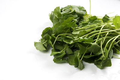 Close-up of vegetable over white background