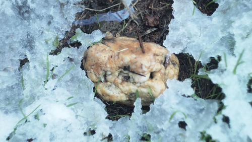 Close-up of frozen mushroom