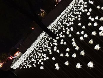 High angle view of illuminated flowering plants on table at night