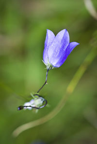 Close-up of purple flower