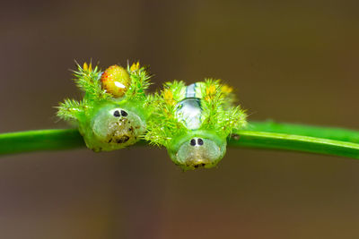 Close-up of insect on flower