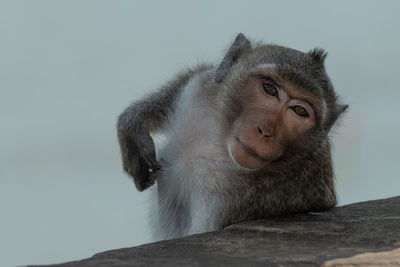 Long-tailed macaque scratching itself behind stone wall