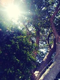 Trees growing in forest on sunny day