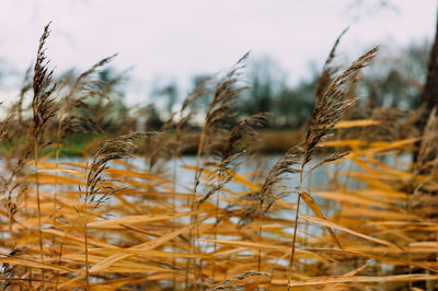 Close-up of stalks in field against sky