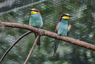 Bird perching on branch