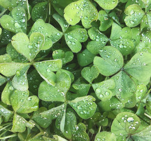 Full frame shot of wet leaves