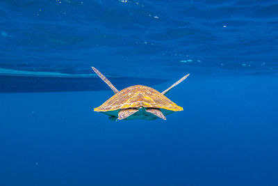 Turtle swimming undersea