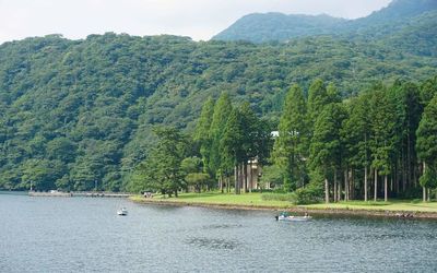 Scenic view of boat sailing on river amidst trees in forest