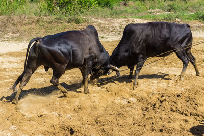 Horses in a field