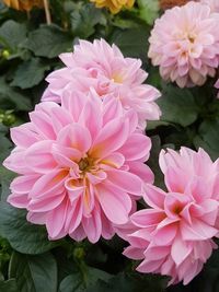 Close-up of pink flowers blooming outdoors